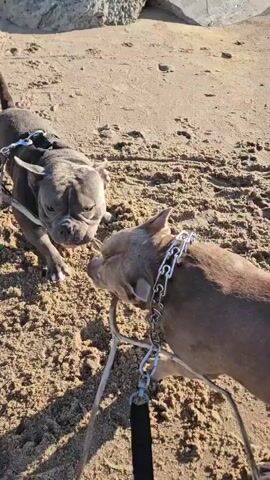 Two bully-type dogs are playing tug-of-war with a stick on a sandy beach. The dogs are a dark grey and a lighter tan color, both wearing collars and leashes. The setting is a beach with sand, rocks, and the ocean in the background. The sun is shining, casting shadows on the sand, suggesting it is daytime. The water appears to be calm, with small waves. There is some greenery and what appears to be graffiti on the rocks in the background. The dogs seem engaged in their play, with their bodies positioned as if pulling against each other.