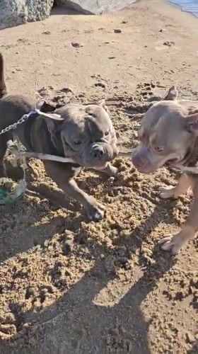 Two pit bulls play and rest on a sunny Russian riverbank