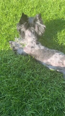 A small, mostly black and grey dog with some mottled skin visible on its torso due to shorter fur, lies on its side on bright green grass under sunlight. Initially, its head is turned away from the camera, facing to the left. After a few seconds, the dog slowly turns its head to look directly at the camera, its big brown eyes and furry face visible. Its front paws are slightly bent near its chest.