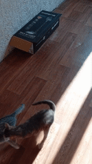 Grey tabby kittens play on sunlit floor in Baksan