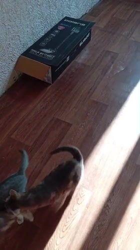 Grey tabby kittens play on sunlit floor in Baksan