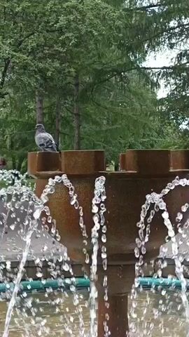 A pigeon sits on the edge of a fountain with water spraying upwards and outwards. The pigeon then takes flight, soaring through the air. The fountain is made of a brown, textured material and is surrounded by green trees and foliage. The overall scene appears to be in a park or outdoor public space.