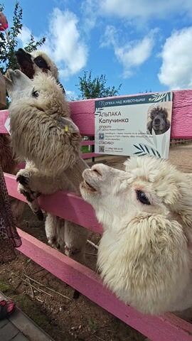 This media file features two alpacas, one light brown and one white, with fluffy wool. They are standing near a pink fence. In the background, there is a sign with text in Russian, which appears to be informational and possibly advertising the alpacas. The sign includes an image of an alpaca, the word "АЛЬПАКА" (alpaca), and "КАПУЧИНКА" (Kapuchinka), possibly the name of one of the alpacas. There is also text listing where their products can be purchased, including "Amazon, AliExpress, Etsy". The weather appears to be sunny with some clouds in a bright blue sky, suggesting it's daytime. One alpaca is looking directly at the camera with its mouth slightly open, while the other is looking to the side. The scene is outdoors, likely in an animal enclosure or farm, given the fence and the animals.