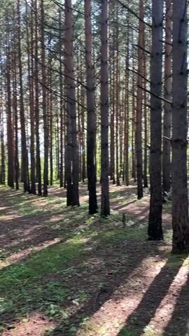 A forest path lined with tall pine trees stretches into the distance. Sunlight filters through the canopy, casting dappled shadows on the forest floor, which is covered with pine needles and patches of green grass. The path appears to be a trail, perhaps for walking or hiking, winding through the dense woodland. The overall scene evokes a sense of tranquility and natural beauty.