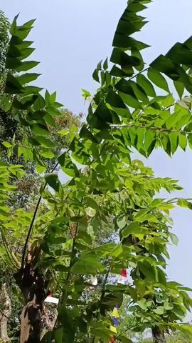 A low-angle, vertical video shows green leaves of a tree against a bright blue sky. Some of the leaves are large and serrated, while others are smaller and oval-shaped. The tree has a thick brown trunk. In the background, several colorful prayer flags hang from a branch. The leaves of the tree are in motion, suggesting a light breeze. The video is shaky at times, indicating it may have been filmed by hand.