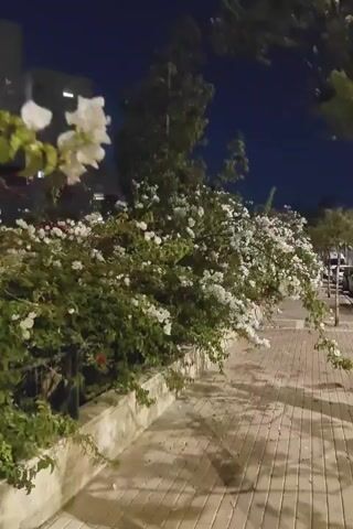 A nighttime, vertical outdoor shot captures a paved walking path, a short stone wall, and a large hedge adorned with numerous small white blossoms. A few red blossoms are visible beneath the white ones. In the background, illuminated buildings and trees are seen under a dark sky. The camera pans from left to right, then slowly moves forward along the path.