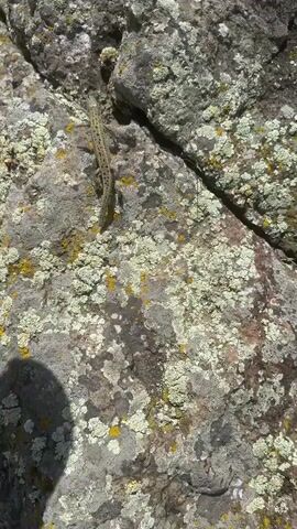 The video shows a lizard on a rock. The rock is gray and covered in lichen that is yellow and green. The lizard is brown with black markings and is facing the right side of the frame. There is a small plant growing out of the rock to the right of the lizard. The background is blurry and appears to be grass.