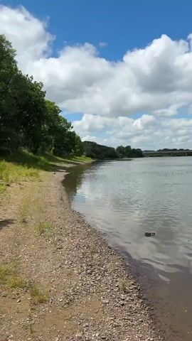 A vertical video pans across a wide, calm river on a bright, sunny day with a blue sky and scattered white clouds. The riverbank in the foreground is made of small stones and sand, with some dry grass and greenery. Trees line the opposite bank, creating a lush green horizon. In the distance, a bridge can be seen crossing the river. The water is murky and reflects the sky and clouds. The video appears to be shot from a stationary position on the riverbank.