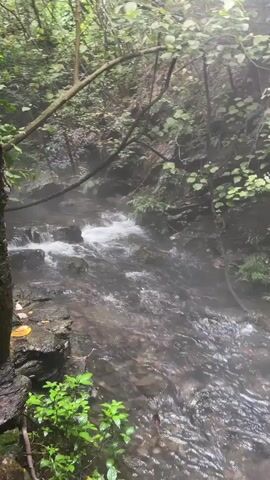 A person walks barefoot along a rocky, narrow path beside a flowing stream. The path is lined with lush green foliage, including ferns and moss-covered branches adorned with pink flowers. The stream has several small cascades and is partially obscured by mist or fog. The person is wearing a white t-shirt, black shorts, and a black backpack. The environment appears to be a natural, wooded area with water.