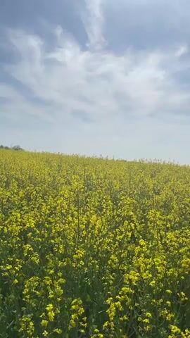 The video shows a field of bright yellow rapeseed flowers under a blue sky with light, wispy clouds. The camera pans slightly across the field, showing the vast expanse of the blooming crop. In the distance, a line of trees can be seen on the horizon. The sun is shining brightly. No people or animals are visible in the video.