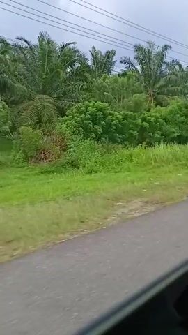 The video shows a roadside view from a moving vehicle. The road is paved and appears to be asphalt. To the left of the road is a lush green embankment covered with tall grass and various types of trees, including palm trees. In the background, there are power lines and a utility pole. The sky is overcast and appears to be a pale grey. The overall impression is one of a rural or tropical environment. The video is short and does not contain any people or identifiable structures other than the power lines.