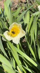 Spring garden scene with bees, butterfly visiting daffodils in Russia