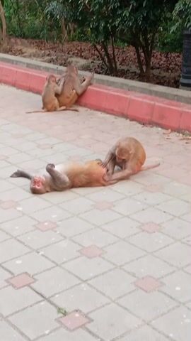 The video shows four monkeys in an outdoor setting. Three of the monkeys are near a raised red border, with two of them sitting close together, possibly grooming each other. The fourth monkey is lying on its back on a gray brick walkway, while another monkey appears to be examining its stomach. The background includes green shrubbery, a tree trunk, and a black ornamental post. The ground is covered in fallen leaves.