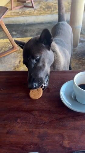 A quiet night: a dog, a roadside stop, a Balinese rooftop