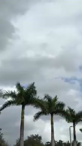 The video shows a view of palm trees against a cloudy sky. The palm trees are in the foreground, with green fronds and visible trunks. The sky is mostly covered with thick, gray clouds, but patches of blue sky are visible in the background. The video seems to be shot from an indoor location, possibly through a window. There are no visible people or actions in the video.