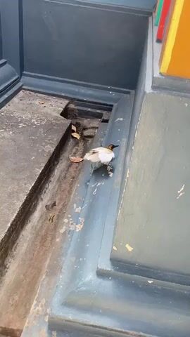 A bird with brown and white plumage is perched on a gray, stepped ledge. The bird appears to be a juvenile. The ledge is outdoors, near a stone structure that is painted blue and orange. There are dried leaves scattered on the ground around the ledge. The bird hops and flaps its wings, then settles back down.