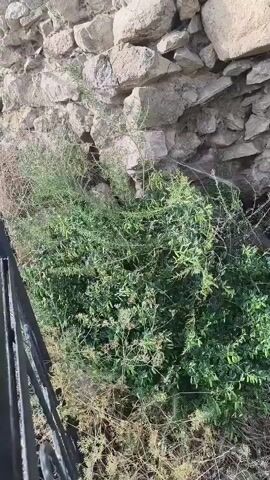 The video shows a stone wall with lush green vegetation growing in front of it. The camera pans across the scene, highlighting the textures of the stones and the varying shades of green and brown in the plants. In the foreground, a metal fence or railing is partially visible. The environment appears to be outdoors, possibly in a dry or arid region, given the presence of dried grasses and hardy plants. The lighting suggests it is daytime.