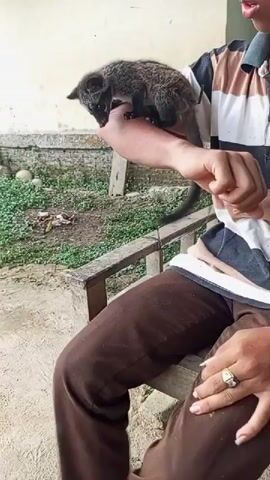 A medium shot captures an outdoor scene featuring an adult man interacting with a small, dark-furred mammal. The man is seated on a simple wooden bench, wearing a striped polo shirt with black, white, and brown/beige horizontal stripes, and brown pants. A silver ring is visible on his right ring finger.

Perched on the man's right forearm, which is bent and held steady, is a small, civet-like animal. It has dark, mottled fur, a relatively long tail, and small, sharp claws visible on its paws as it maneuvers on the man's arm. The animal appears calm and accustomed to the interaction, showing no signs of distress.

The setting appears to be a rustic outdoor area, likely a backyard or patio in Sungaikuruk Satu, Indonesia, as indicated by the location context. In the background, there's a light-colored concrete or stucco wall, and the ground is covered with patchy green grass and dirt. A discarded wooden plank lies on the ground to the left. The scene is well-lit by natural daylight, suggesting a clear day. No visible text is present in the video. The overall impression is one of a gentle and familiar interaction between the man and the animal.