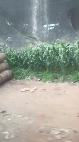 The video shows a pile of large, hollow woven cylinders lying on a dirt road beside a patch of green plants. Behind the plants is a concrete wall with graffiti on it, reading "MATO FOR GOVERNOR" and "TRM 2024".  The camera appears to be moving, likely from a passing vehicle.