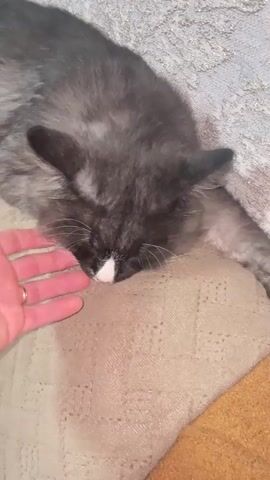 A human hand is gently stroking the chin of a gray, fluffy cat that is lying on its side with its eyes closed. The cat is resting on a textured surface, possibly a couch or blanket. The background is out of focus but appears to be a patterned fabric. The hand has a ring on the ring finger and is wearing a watch on the wrist. The cat has a white patch on its nose and a pink nose. The scene is well-lit and the focus is on the interaction between the hand and the cat.