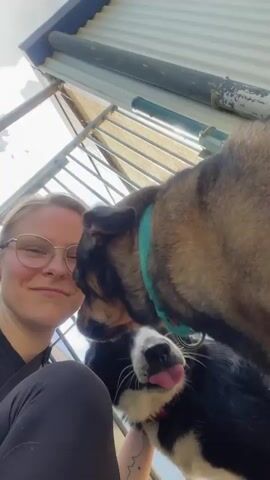 A woman wearing glasses and black athletic pants is sitting outdoors, with two dogs interacting with her. One dog, a black and white border collie mix, is close to the woman's face, with its tongue sticking out. The other dog, a brown and black terrier mix with a teal collar, is sniffing the woman's face. The background shows a corrugated metal structure and some greenery. The woman is smiling and appears to be taking a selfie video.