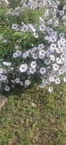 The video shows a close-up view of a cluster of white petunias with purple veins. The camera pans slowly across the flowers, highlighting their delicate petals and green foliage. The lighting suggests it is daytime, with sunlight filtering through the leaves. The background is blurred, focusing attention on the flowers. There is no audio.