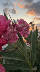 Pink oleander in bloom, Bat Yam