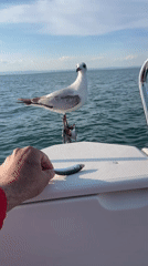 Seagull eyes dead fish on fishing boat near Burgas