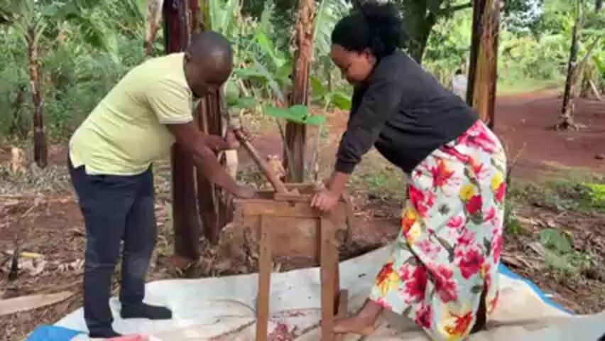 Two people are using a hand-operated wooden press outdoors. A man wearing a light green shirt and dark pants is operating the lever, and a woman in a black sweater and floral skirt is holding the device steady. A third woman in a floral dress approaches the scene. The press is placed on a blue and white tarp spread on the ground. The setting is a lush, wooded area with banana trees. Red soil is visible. The people appear to be engaged in agricultural work.
