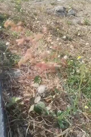 The video shows a close-up shot of dry grass and wildflowers swaying gently in the breeze. In the foreground, a cluster of reddish-pink feathery grass seed heads is prominent. Small white and yellow wildflowers are scattered throughout the scene. The ground appears dry and covered with a layer of dead leaves and grass. In the background, there are a few small stones and more dry vegetation. The lighting suggests it is daytime, possibly in the late afternoon. The camera angle is low, focusing on the ground level. There are no people or animals visible.