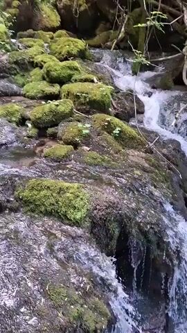 The video shows a small, rushing stream flowing over moss-covered rocks.  The water is clear and frothy as it cascades down the rocky slope. Branches are visible amongst the rocks, and greenery peeks out from the edges of the frame. The shot is steady, focused on the flowing water.