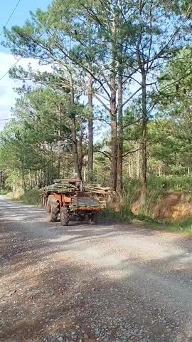An orange tractor with a bed full of green bamboo poles drives slowly forward on a dirt road. The road is surrounded by tall pine trees and green foliage under a sunny sky.