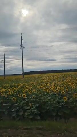 The video shows a wide shot of a field of sunflowers under a cloudy sky. The sun is visible through a gap in the clouds, casting a bright light. Two tall utility poles stand in the field, with power lines strung between them. The field is densely packed with sunflowers, their yellow petals facing the sky. The camera is moving, giving a sense of passing through the scene. The foreground consists of a grassy verge, likely the side of a road. The overall impression is one of a rural landscape in late summer or early autumn.