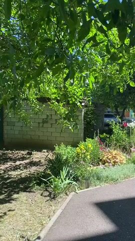 The video opens with a close-up of lush green leaves, dappled with sunlight, suggesting a sunny day. The camera pans right, revealing a vibrant flower bed overflowing with a mix of colorful blooms, including pink, yellow, and orange flowers, set against a backdrop of greenery. Beyond the flowers, a white brick wall is visible, partially obscured by the foliage.

As the camera continues to pan, the scene expands to show a paved walkway or driveway. Several cars are parked in the background, including a silver sedan, a red car, and a white SUV. The presence of cars and buildings suggests an urban or suburban setting, likely a residential area or a parking lot adjacent to a public space. The sky is a clear, bright blue, indicative of good weather.

The overall impression is one of a peaceful, sun-drenched day in a well-maintained outdoor space, possibly a garden or a park. The interplay of light and shadow, the vibrant colors of the flowers, and the gentle rustling of leaves (implied by the movement of the foliage) create a serene and pleasant atmosphere. The video captures a moment of natural beauty within a man-made environment. No people are visible in the footage, and there is no visible text. The location context provided is "Западный, Russia," which helps to ground the visual information in a specific geographical area.