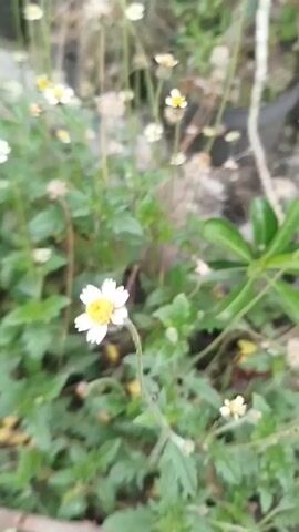 The video is a close-up, slightly shaky, outdoor shot of a small white flower with a yellow center. The flower is in focus, while the surrounding foliage and other blurred flowers are out of focus. The lighting suggests it is daytime, possibly overcast. No people or animals are visible.