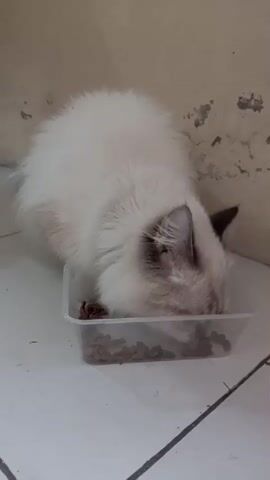 A fluffy white cat with dark points on its ears and face is eating dry cat food from a clear plastic container on a tiled floor. The cat is bent over the food, with its head mostly obscured by its fur. The background is a plain, textured wall. The lighting is dim.