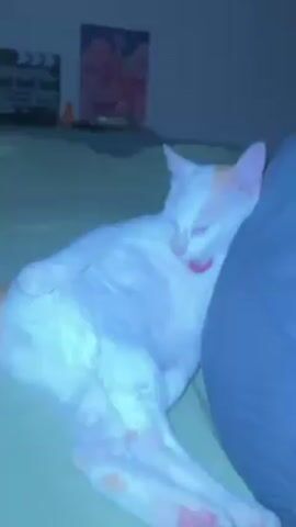A video shows a white and orange cat lying on a green bed. The cat is resting against someone's legs, which are covered by a gray blanket or pants. The cat has a pink collar and is grooming itself, licking its back leg. In the background, there is a framed picture of pink flowers and a film clapperboard-style decoration. The lighting in the room appears dim.