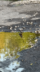 Bird bathes in Moscow roadside puddle