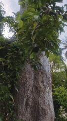 Tall tree with textured trunk filmed in Baan Mae Nam