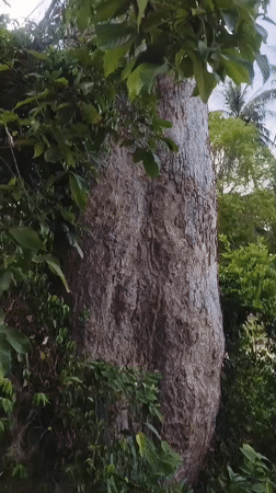 Tall tree with textured trunk filmed in Baan Mae Nam