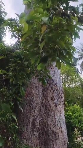 Tall tree with textured trunk filmed in Baan Mae Nam