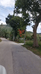 Flowering trees line a tropical road in Ko Samui