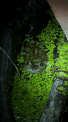 Frog spotted in garden pond enclosure in South Kesteven