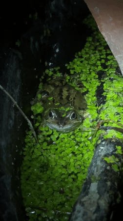 Frog spotted in garden pond enclosure in South Kesteven