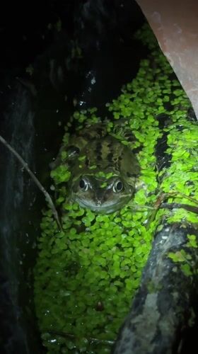Frog spotted in garden pond enclosure in South Kesteven