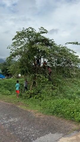 A group of children are playing in and around a large tree. Several children are in the tree, some climbing and others sitting on branches. Two children are standing at the base of the tree, looking up at the others. A motorcycle carrying two people drives past the scene. The environment appears to be rural, with greenery and a dirt road. The sky is cloudy.