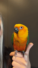 Colorful sun conure parrot perched on a thumb in Khimki