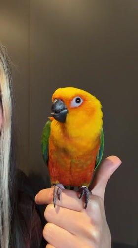 Colorful sun conure parrot perched on a thumb in Khimki