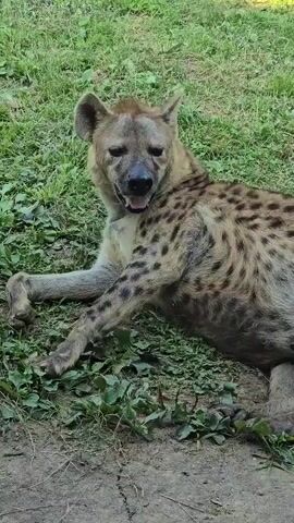 A spotted hyena lies on its side in a grassy area. It has a spotted coat and is looking toward the camera with its mouth open. The hyena is lying on its left side, with its front left leg extended. The background is blurred green grass and some dirt. The video is a still image with a timestamp.