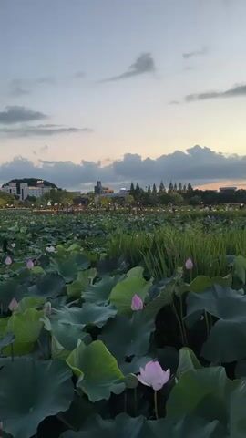 The video displays a wide shot of a tranquil pond filled with large, green lotus leaves and several pink lotus flowers. The sky above is a blend of pale blue and soft orange, indicating either dawn or dusk, with scattered clouds adding texture. In the background, a cityscape with buildings and trees is visible, illuminated by scattered lights. The overall scene is peaceful and serene, with the natural beauty of the lotus pond contrasting with the distant urban environment. There are no visible people or animals in the immediate foreground, but there are subtle signs of human presence in the background with the lights of the city and potentially distant figures. The camera is static, offering a consistent view of the landscape.